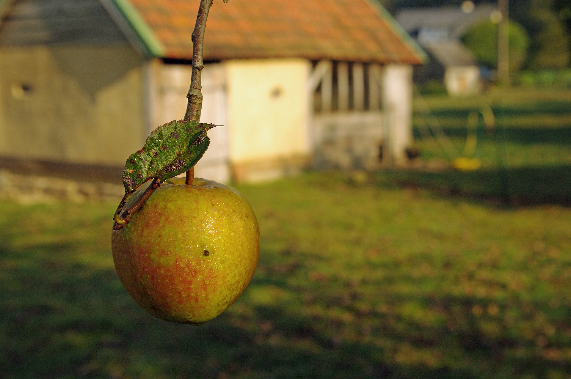The Apple Culture of Normandy