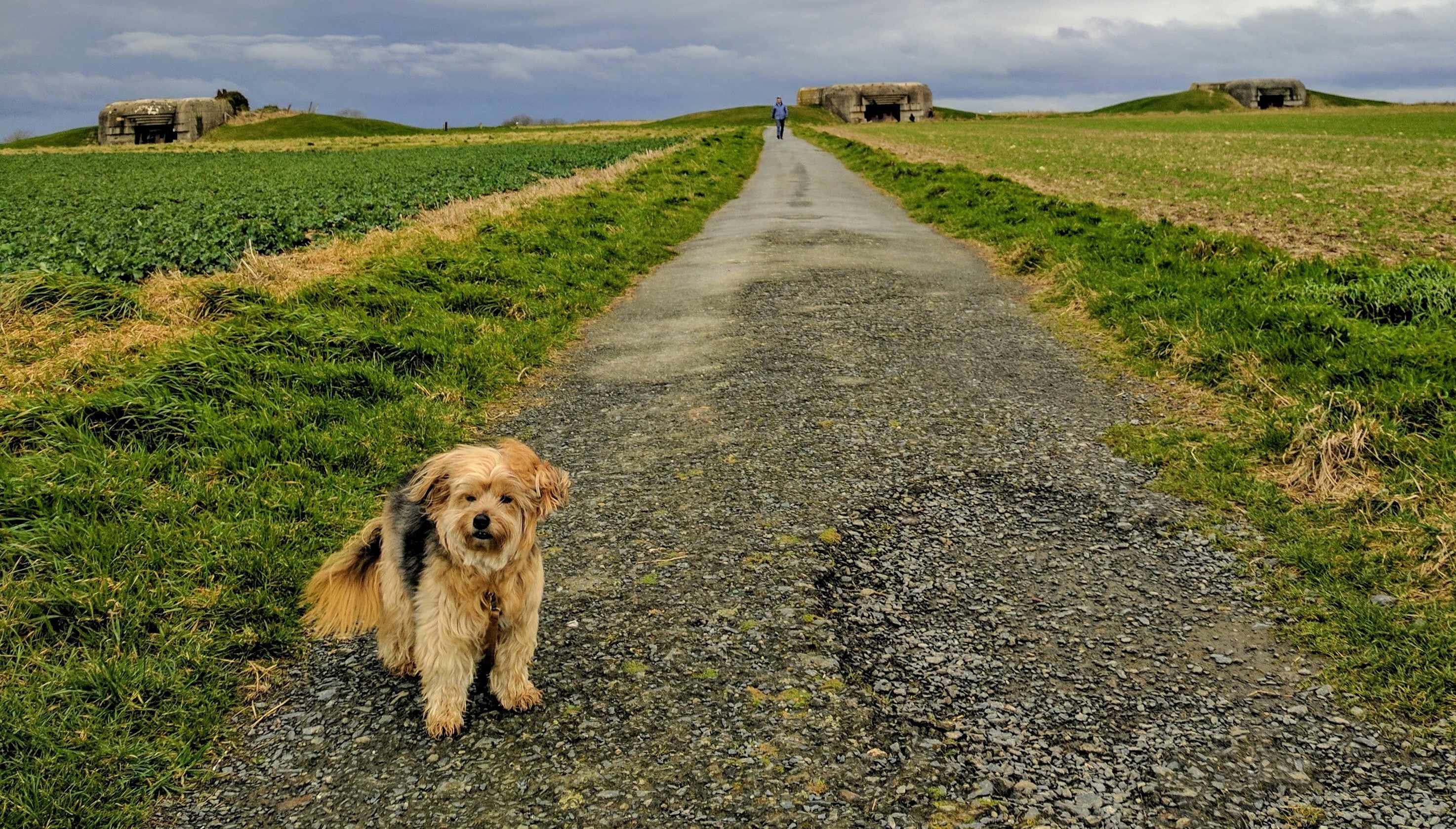 Traveling through France with Fido
