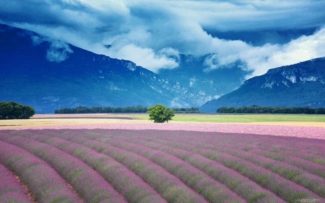 Where the Lavender Grows in Provence